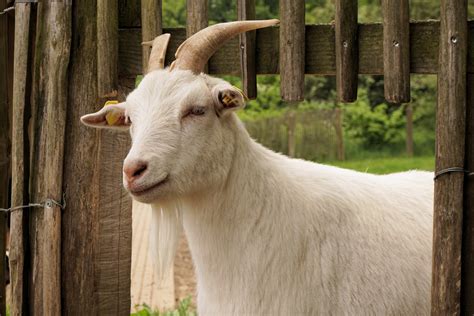 images kid animal cute horn pet pasture livestock sheep mammal fauna goats