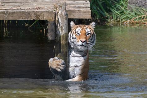 biggest tigers   world discovery uk