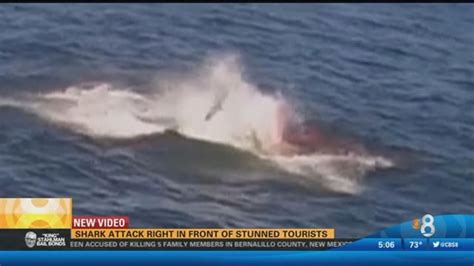 shark attack   front  stunned tourists cbscom
