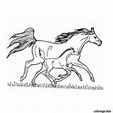 Cheval Galop Chevaux Coloriages Gratuit Fois Imprimé sketch template