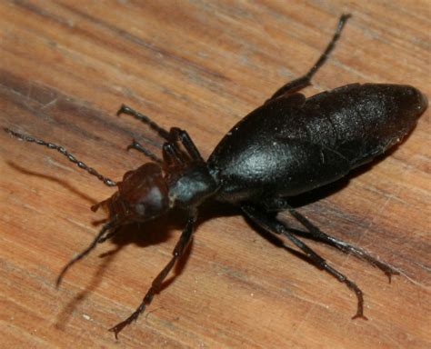 oeko box ant headed black beetle ish bug