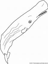 Whale Sperm Coloring sketch template