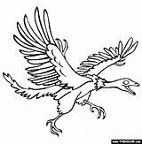 Archeopteryx Coloring Pages Thecolor Birds Online sketch template