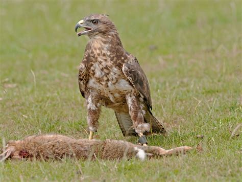 perfect buzzard pictures quality pictures  animal picture society