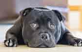 Image result for Staffordshire Bull Terrier. Size: 168 x 106. Source: www.dog-learn.com
