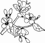 Coloring Blossom Flower Spring Lovely sketch template