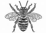 Bee Queen Coloring Printable Large Pages Edupics January sketch template