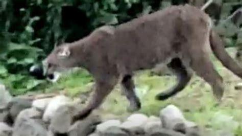 Caught On Cam Large Cougar Explores Victoria Area Neighbourhood Ctv News
