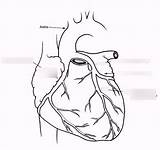 Quizlet Arteries Coronary sketch template
