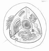 Cell Human Drawing Animal Cells Draw Getdrawings sketch template