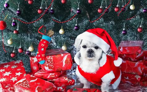 hond met kerstmuts bij kerstboom mooie leuke achtergronden voor je bureaublad pc laptop tablet