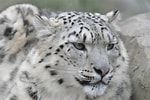 Image result for Snow Leopards. Size: 150 x 100. Source: pgcpsmess.wordpress.com