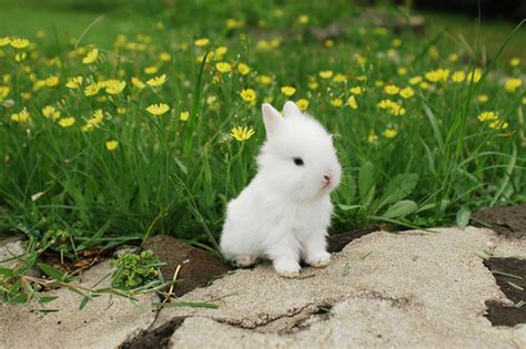 aaaw cute rabbit image   favimcom