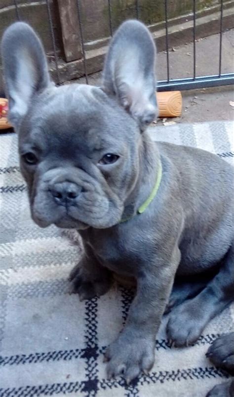 stunning male solid blue french bulldog puppy  rayleigh essex