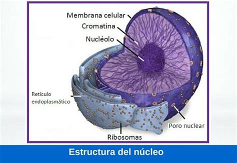 Función Del Núcleo Estructura Y Características