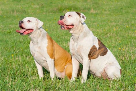 american bulldog dog breed characteristics pictures care tips