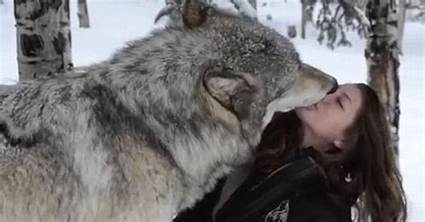 Huge Wolf Plays With Wildlife Worker And Even Licks Her Face Like A