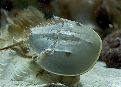 horseshoe crab animal facts limulidae az animals