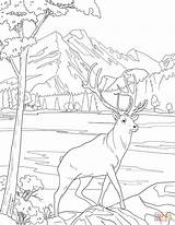 Deer Mule sketch template