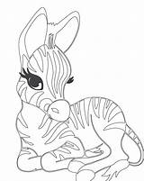 Zebra Coloring Pages Baby Cute Head Sheets Printable Zebras Print Color Animal Clipart Getcolorings Tech High Colo Preschool Getdrawings Choose sketch template