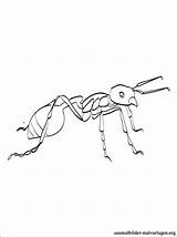 Ameisen Ausmalbilder Tiere Jeden Malbuch Liebt sketch template