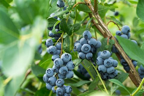 wild blueberries sing  blues  industry  decline