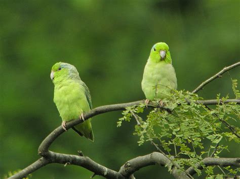 joel kontinen jumping parrots inspire origin  flight storytelling