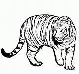 Harimau Mewarnai Tigre Ausmalbilder Marimewarnai Clipartmag Procoloring Ausmalbild Coloringme Coloring sketch template