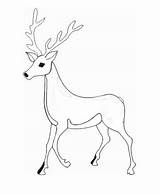 Desene Colorat Cerb Planse Animale Salbatice Cerbul Deers Cerbi Fise Cheie Cuvinte sketch template