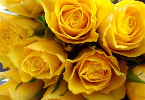 yellow rose wallpapers images  pictures backgrounds