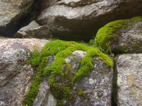 moss covered stone  tiba  deviantart