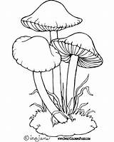 Mushroom Mushrooms Pilze Jamur Ausmalen Pilz Hongos Payung Toadstool Toadstools Trippy Bordado Setas Kelas Malen Zeichnungen Feen Skizzen Mcgee Erwachsene sketch template