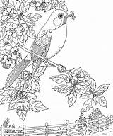 Coloring Robin Bird Pages State Printable Michigan Flower Birds American Apple Blossom Robins Adult Kids Sheets Color Supercoloring Printables Sheet sketch template
