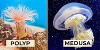 Afbeeldingsresultaten voor "polycirrus Medusa". Grootte: 200 x 100. Bron: www.geeksforgeeks.org