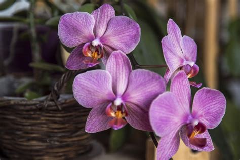 cuidar de orquideas dicas  cuidados especiais blog giuliana flores