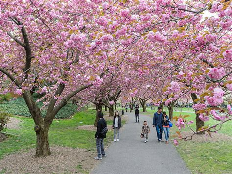 sakura matsuri cherry blossom festival in nyc