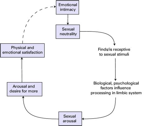 the new model posits the sexual response cycle which comprises