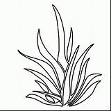 Coloring Plants Pages Seaweed Grass Drawing Plant Coral Color Pencil Shrubs Sea Drawn Printable Outlines Colouring Kelp Underwater Bushes Seagrass sketch template