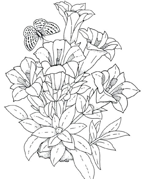 coloring pictures  flowers  worksheets flower pictures