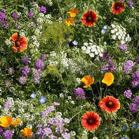 growing wildflower seed mix  lbs bulk mix  annual