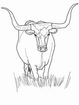 Longhorn Texas Coloring Cattle Outline Drawing Pages State Printable Categories Getdrawings sketch template