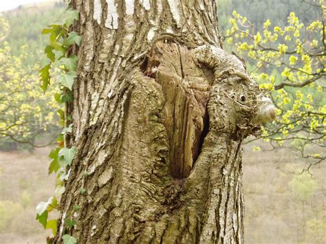 tree trunk   photo  freeimages