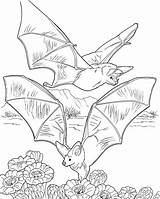 Bats Nectar sketch template