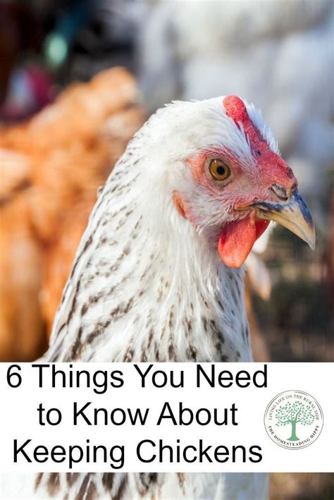 6 things you should know about keeping chickens the homesteading