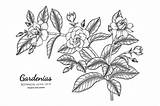 Gardenias sketch template
