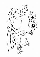 Malvorlage Frog Kaulquappen Frosch Ausmalbild Ausmalbilder sketch template