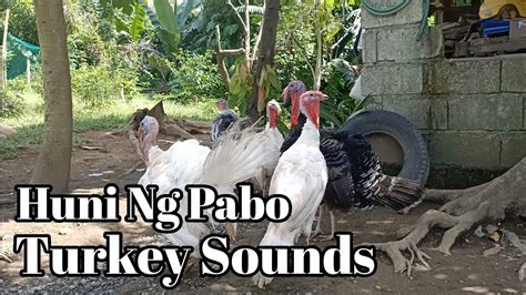 turkey sounds turkey call huni ng pabo youtube