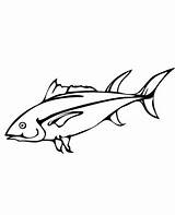 Fish Coloring Pages Tuna Printable sketch template