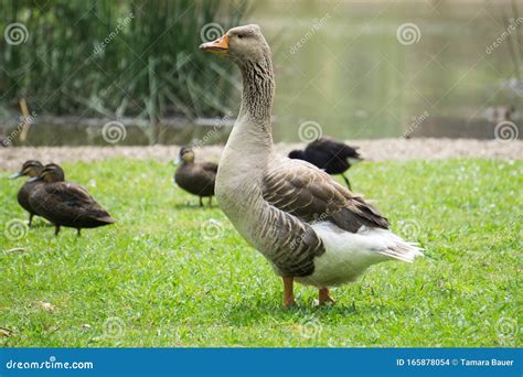 american buff goose  ducks stock photo image  grassy buff