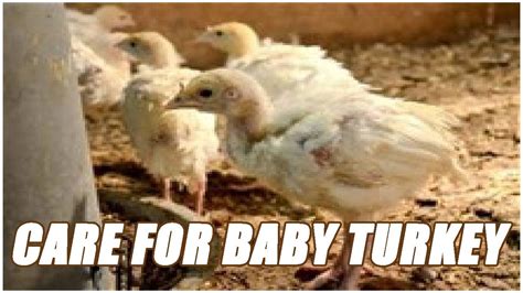 care   baby turkey youtube